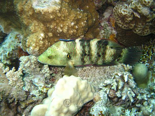 Labre à frange femelle - Cheilinus lunulatus (3).JPG